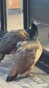 Spotted the fanciest queue you’ll ever see at Bangor services 🦚 … four peahens out on a Friday night, casually waiting in line at the Burger King drive-thru like they were placing an order. All four huddled at the window, checking out the menu and staring inside like, “chips please, thanks.” “Ladies Night” is the only fitting soundtrack 😂 #burgerking #bangor #peahen | Anglesey Island
