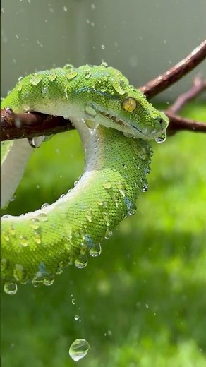 Athena is one of our female Manokwari Green Tree pythons enjoying the Florida summer.