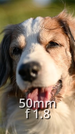 Best lens for portraits? Focal length comparison 🎥🐾