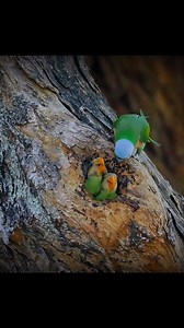 Spent the weekend observing a pair of parakeets as they returned to feed their chicks. Waited close to an hour before they finally appeared. From what I noticed, the parents actually arrive earlier but take time to digest before regurgitating food for the little ones. I left my camera bag behind and brought only the essentials: Sony A7R3 with the 200–600mm on a tripod, out to Bukit Merah. It was a hot day but the encounter made it worth the effort. This time I chose to focus on videography inste
