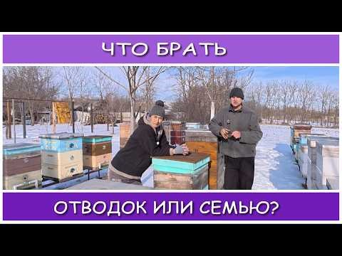 What is more profitable to buy in spring - a package or a bee colony?