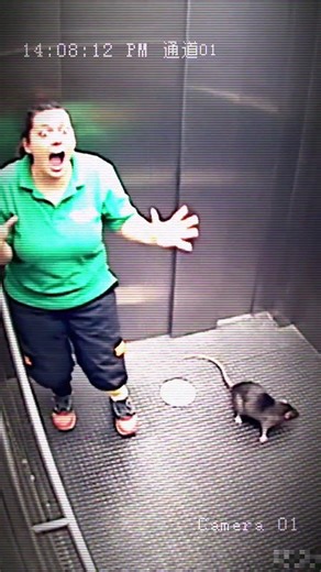 A rat enters the elevator… then THIS happens 😳