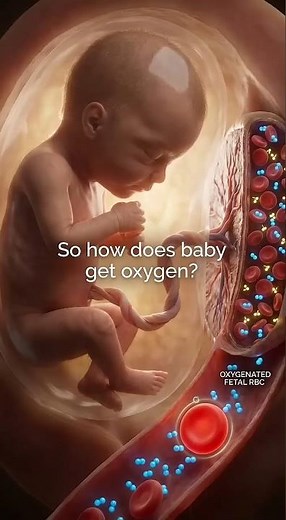 How the Umbilical Cord Works: How Your Baby Gets Oxygen & Nutrients 👶❤️ #pregnancy
