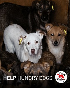 Winters in Moldova are hard and thousands of homeless dogs are defenseless against the cold. Will you help us to get them through the winter? | FOUR PAWS