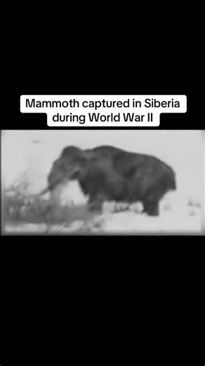 Extinct animals caught on camera😳 #shorts
