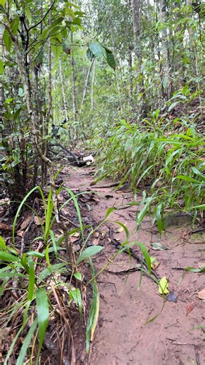 #gibbon #feedback #forestlife #conservative | Gibbon Conservation