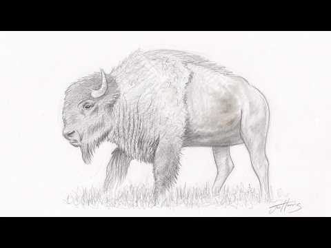 How to Draw an American Bison Step by Step