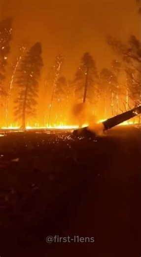 Firefighter Rescue A Cat From Forest Fire But His Dog Doesn't Survive!