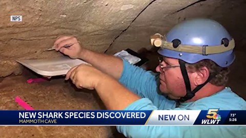 New species of shark discovered at Kentucky's Mammoth Cave National Park