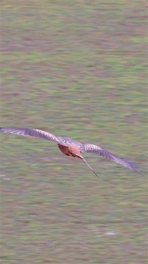 Amazing Wildlife Encounters by Discovery Channel