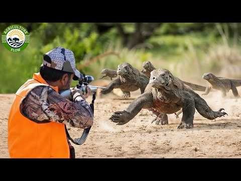 Komodo Hunting – How Do Hunters Deal With 3,100 Giant Komodo Dragons In Indonesia?