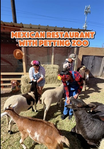 Enjoy Birria Tacos and a Petting Zoo Experience in Houston