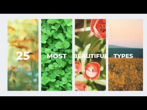 25 Most Beatiful Types of Flowers that You Must Know