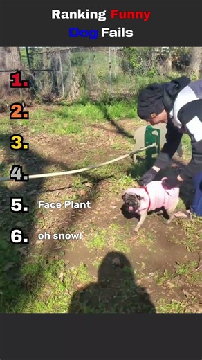Ranking Funny Dog Fails #funny #entertaininganimals #funnyanimals