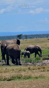 50K views · 662 reactions | Bathtime!!! Seen in Ol Pejeta Conservancy, Kenya The reservations team at Zebra Plains Collection can help you plan your safari tour across kenya when also staying at one of the Zebra Plains camps in the Maasai Mara. You can get in touch at: reservations@zebraplainsmara.com Or WhatsApp on +254790789122 Download our brochures to learn more about the camps: www.zebraplainscollection.com/brochures | Rob The Ranger Wildlife Videos | Facebook