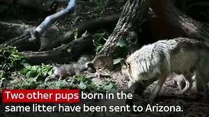 165K views · 2.4K reactions | These one-month-old wolf pups are in a zoo in Chicago, although two of their siblings are on their way to the wild... | Sky News | Facebook