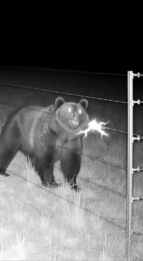 電気柵が熊を撃退する瞬間！ #animalshorts #衝撃映像 #監視カメラ #自然の記録 #野生動物
