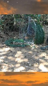 1.3K reactions · 16 comments | Top 5 best bird traps in the world‼️ #amazing #bird #trap #BangDikak | Bang Dikak | Facebook
