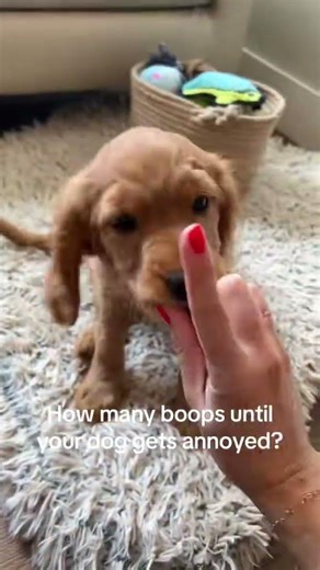 The Ultimate Puppy Boop Test! 🐶👆 How Many Boops Until They Get Annoyed? | Georgia Dog Club