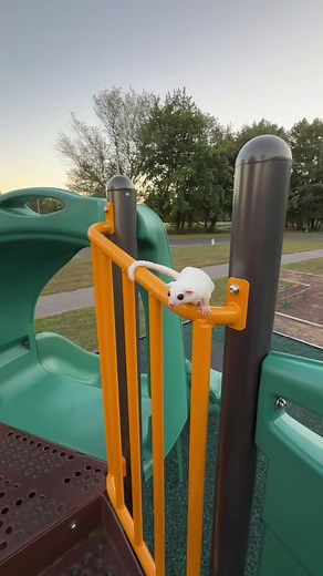 #sugarglider #cutepet #viral | Sugar Gliders
