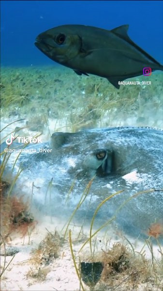 Stingrays are one of the most beautiful marine animals, and they exist in a variety of sizes and shapes in tropical, subtropical areas, freshwater rivers, and lakes. Stingrays have long, spiky tails and flattened bodies. Found typically hidden on the seafloor, Stingrays are part of the elasmobranch family of fish, and they look like the finned marine species in an aquarium. There are roughly 200 different stingray species, and they can grow up to 790 pounds, measuring 6.5 feet in length. . . 🇲�