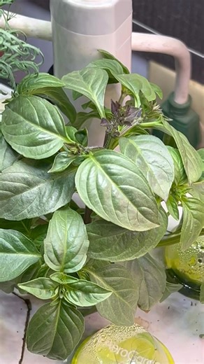 AeroGarden Update 🌿 | Moving These Into Mini T…