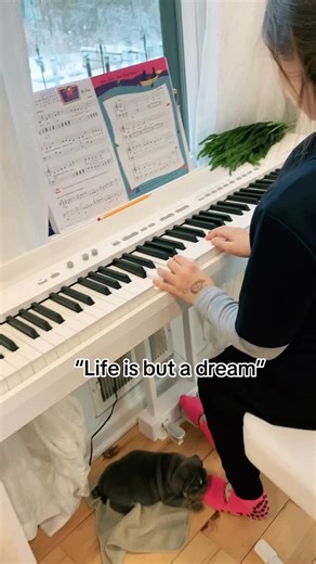 BullyMeBulldogsNY on Instagram: "Let’s make Elliot’s dream come true! 🏠🛋️ 5 WEEKS OLD! “Elliot” - English Bulldog Male - Blue Trindle . . . . . . . Bully Me English & French Bulldogs of New York- Breeding “Captain America” 🇺🇸 (A “Mr. Muscles” 🇬🇧 son) x “Rosalina” (Candy x Kobe 6-7-24)! This baby was born on 12-30-25. Follow Along. 📩 to find out how to become part of our Bully Me Family! There is still time to become a part of our Bully Me Family! #englishbulldogpuppies #bulldogsnewyork #f