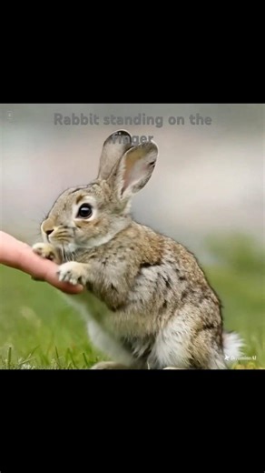 tiny polar rabbit,standing on the finger #shortvideo #shortsviral #shorts #short #rabbit