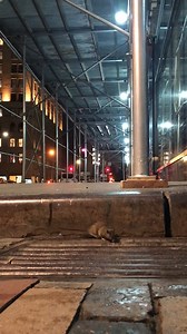 15K views · 434 reactions | The rats don’t run this city, but they’re also not going anywhere anytime soon. Learn more about how rats became an inescapable part of city living: https://on.natgeo.com/3nK0kaI Video by Charlie Hamilton James. | National Geographic History | Facebook