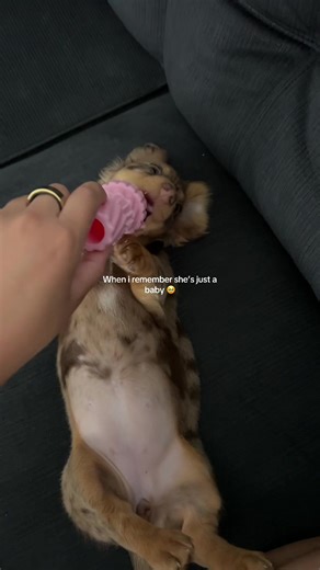 Caring for Your Baby Dachshund: Essential Tips