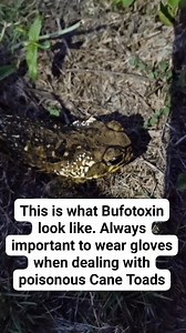 The bufotoxin excreted by Cane Toads can cause death in pets if ingested and can burn the eys and skin of people as well as sever gastrointestinal problems and death if ingested. If you have or think you have Cane Toads in your yard. You can contact me at 432-9172 to remove them. | Scott Johnson