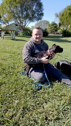 Cane Corso Size Comparison: Biggest to Smallest