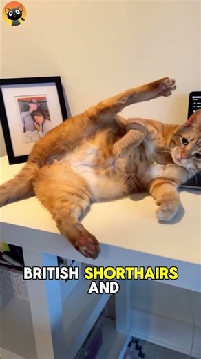 3 Things You Should Know About Tabby Cats