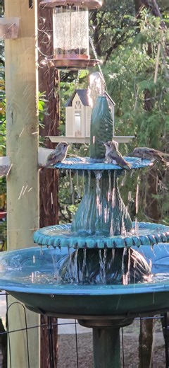 Anna Hummingbirds in Northern California