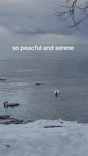 #canada #fyp #snow #swan