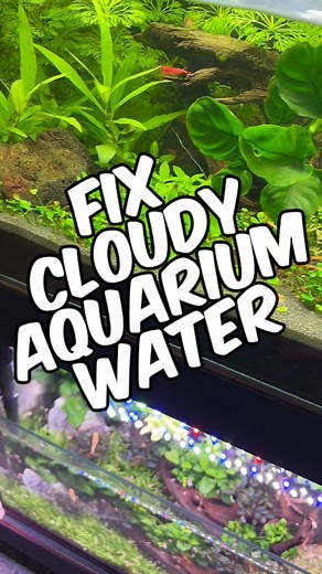 33K views · 334 reactions | Cloudy aquarium water is one of the most...
