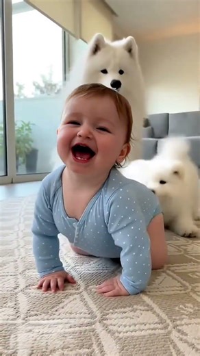 【大好き】赤ちゃんと遊びたすぎてハイハイを阻止するサモエド💕