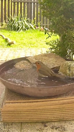 Sweet Robin Splash Moment | #shorts