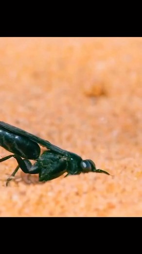 The golden wheel spider, found in the Namib Desert, is known for its unique method of locomotion. 🕷️#wildlife #trendingreels #animals #nature #viralreelsfb #fypシviralシ2025 | Emily Daniels