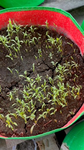 Coriander grow tips by using compost soil #coriander #plants #nature #flowers #plantsofinstagram #garden #plant #plantsmakepeoplehappy #gardening #houseplants #plantlover #green #photography #naturephotography #indoorplants #flower #plantlife #love #succulents #urbanjungle #cactus #art #plantstagram #plantas #homedecor #naturelovers #plantsplantsplants #beautiful #photooftheday #flowerstagram | Rezia Gardening