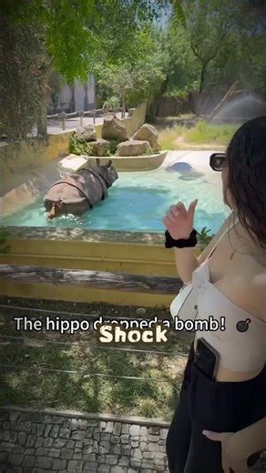 Humans and hippo poop face off #animals #funny