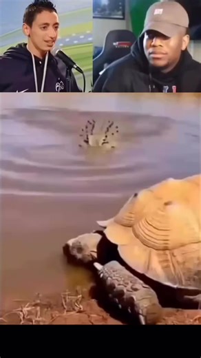 Majec_Honey (@majec_honey)’s videos with original sound - Majec_Honey