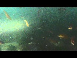 Cape Cod Canal - Underwater View