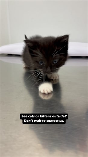 27 reactions · 8 comments | This tiny kitty is Tulip*, and she’s 4-5...