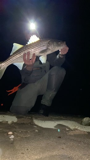 🎣 Slot Striper Release on Cape Cod 🌙 #GetFishorDieTrying
