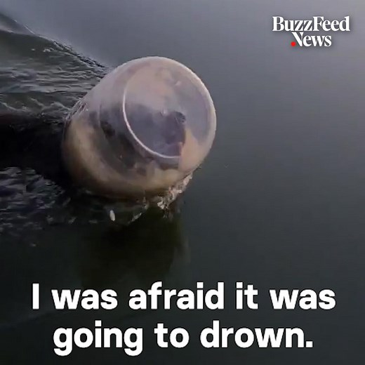 642K views · 5.6K reactions | This bear was struggling to breathe and swim because it had a plastic cheese ball container stuck on its head. Luckily, this family was in the right place at the right time to save it  | BuzzFeed Video | Facebook