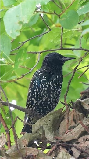 200mm Photo Comparison: Full Frame VS APS-C mode + 2X Clear Image Zoom (Tamron 28-200mm + Sony a7C2)