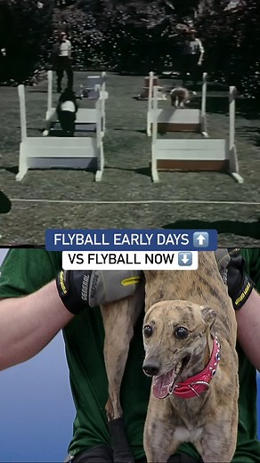 Oh how this sport has changed! 🎾 Catch the Flyball Dog Challenge presented by Tractor Supply today, 3/25 at 4p ET on ESPN2! | American Kennel Club
