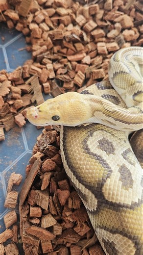 #clownballpython #ballpython #royalpython #reptiles #ballpythonbreeder #snake #pets