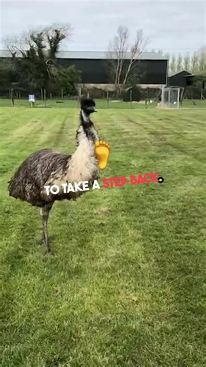 what the sign of emu attack?